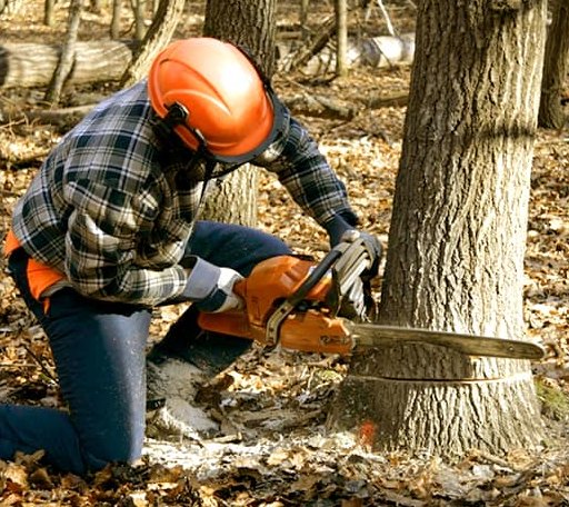Tree Removal in Camp Nelson, CA